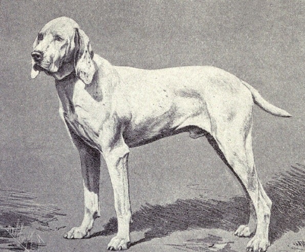 Ariege Pointer History