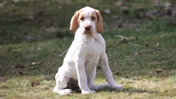 Ariege Pointer Puppy