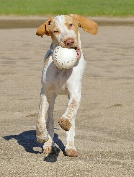 Ariege Pointer playing ball