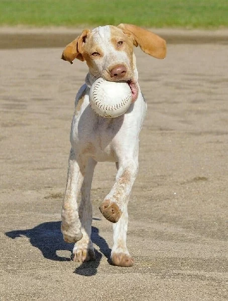 Ariege Pointer playing ball