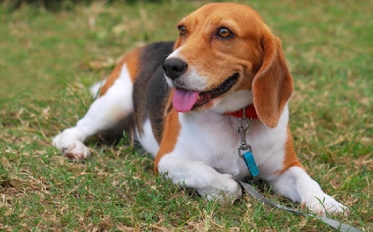 artois hound puppy was born with blue eyes