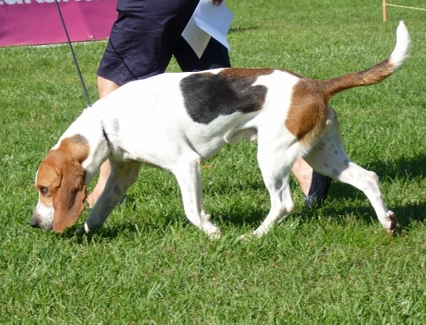 Artois Hound sniffing the ground