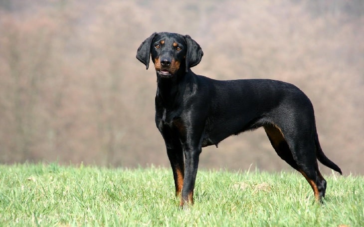 do austrian black and tan hounds shed