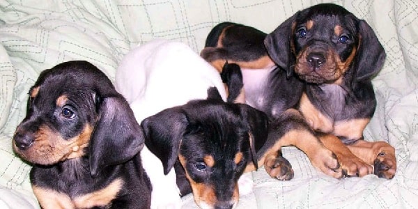 Austrian black and tan hound puppies