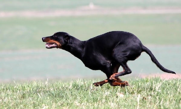 do austrian black and tan hounds shed