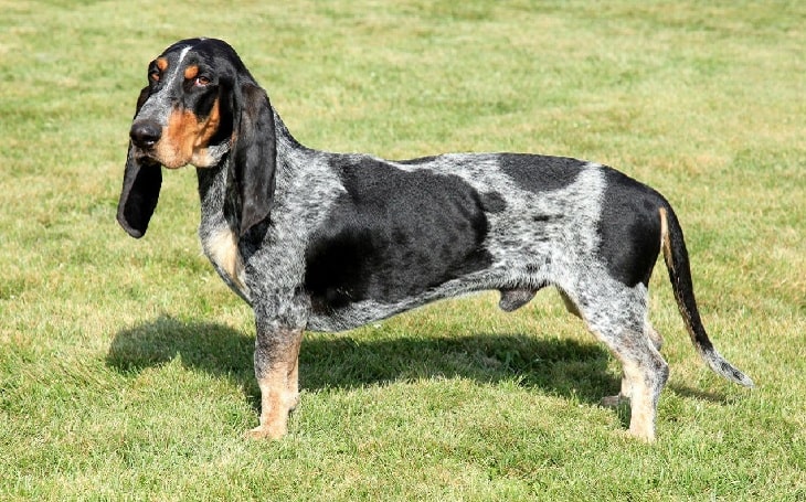 Basset Bleu de Gascogne Behavior and training