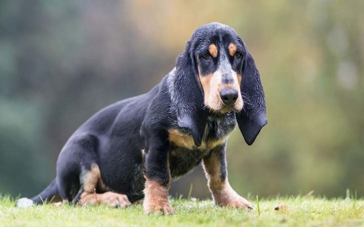 Basset Bleu de Gascogne history and origin