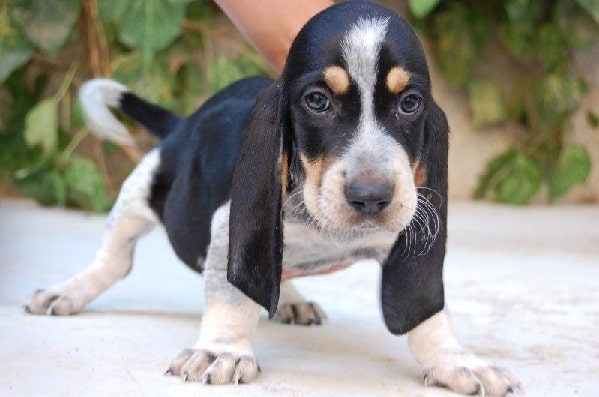 Basset Bleu de Gascogne Puppy