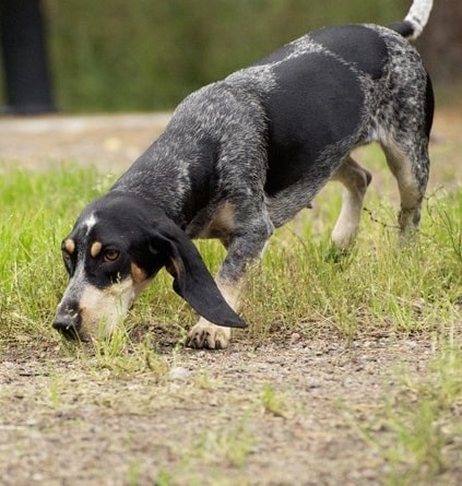 Basset Bleu de Gascogne Sniffing the ground