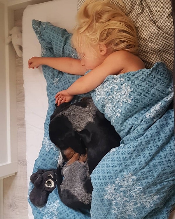 Basset Bleu de Gascogne and a baby girl cuddling