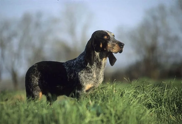 Basset Bleu de Gascogne on the field