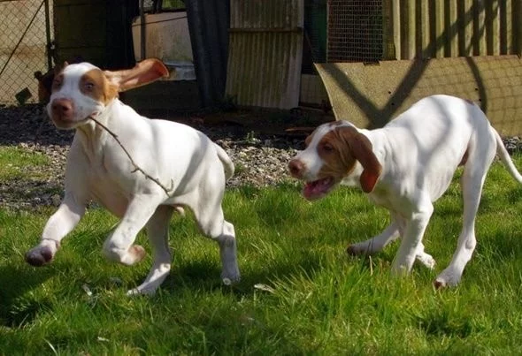 Braque Saint Germain Puppies playing