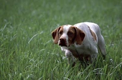 Braque Saint Germain on the field