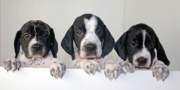 Braque d' Auvergne Pointer Puppies