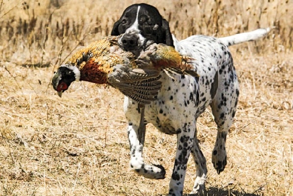 Braque d' Auvergne Pointer Retrieving its prey