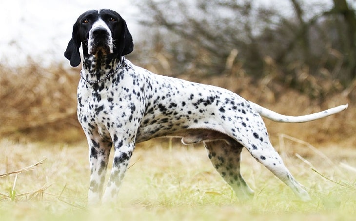 Braque d' Auvergne Pointer temperament and personality