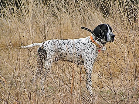 Braque d' Auvergne Pointer on the field