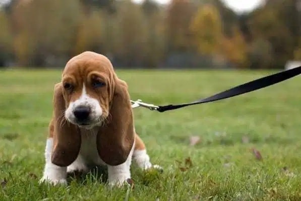 artois hound puppy was born with blue eyes