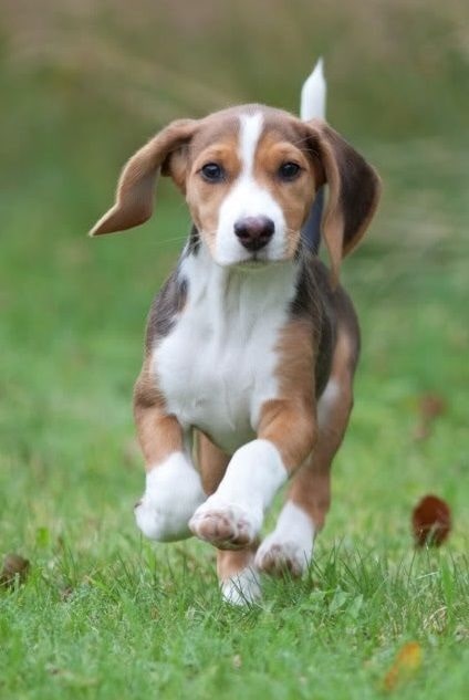 Deutsche Bracke puppy playing