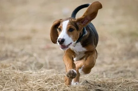 Deutsche Bracke running on the field