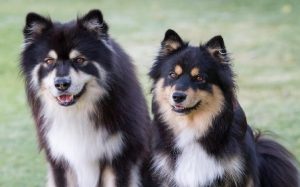 Finnish Lapphund temperament and personality