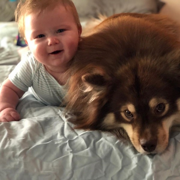 Finnish Lapphund and a baby cuddling