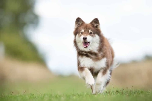 Finnish Lapphund running on the field