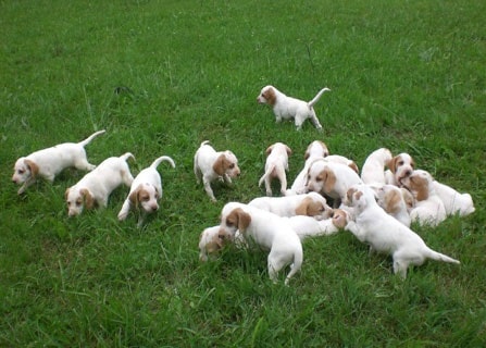 Istrian Coarse-Haired Hound Puppies