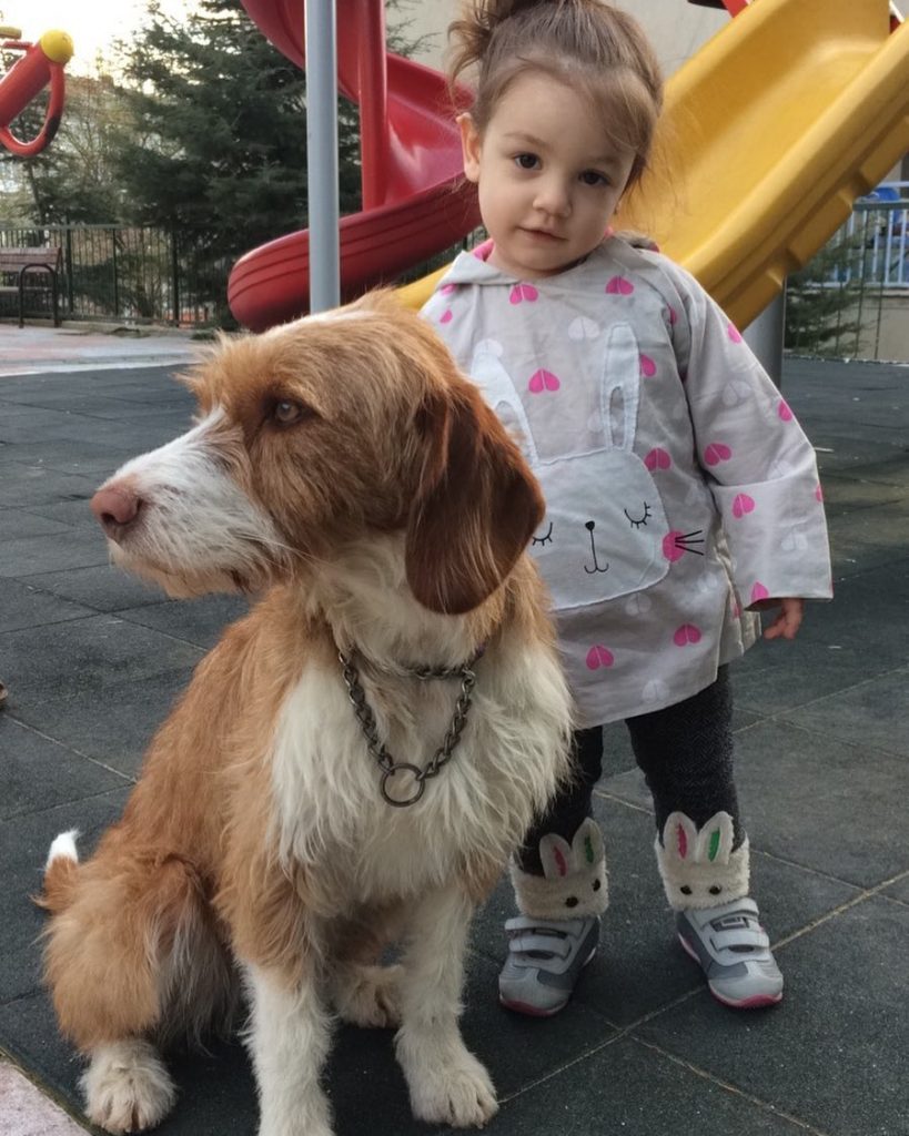 Istrian Coarse-Haired Hound and a baby