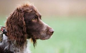 Pont-Audermer Spaniel Personality and temperament