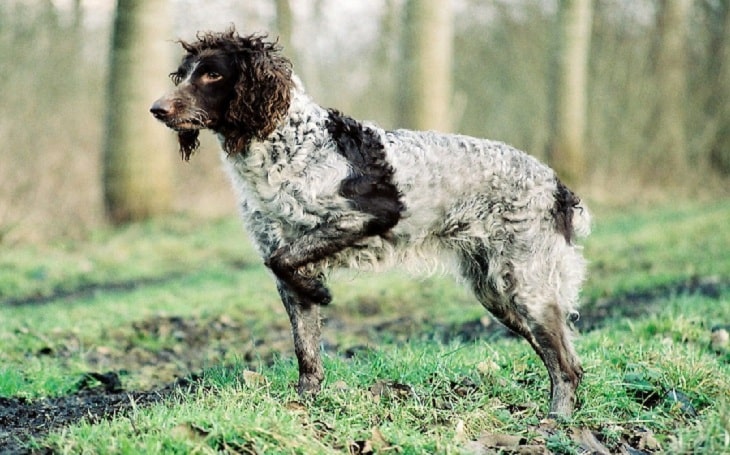 Pont-Audermer Spaniel history, behavior, and training