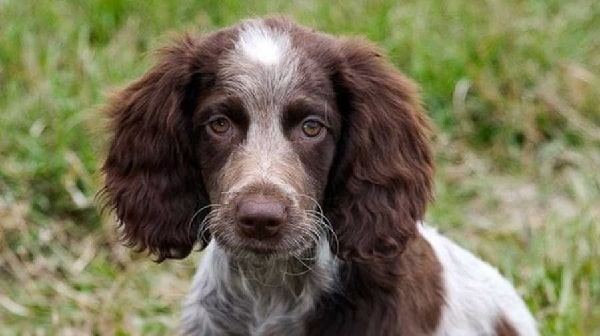 Pont-Audermer Spaniel Puppy