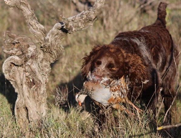 Pont-Audermer Spaniel hunting