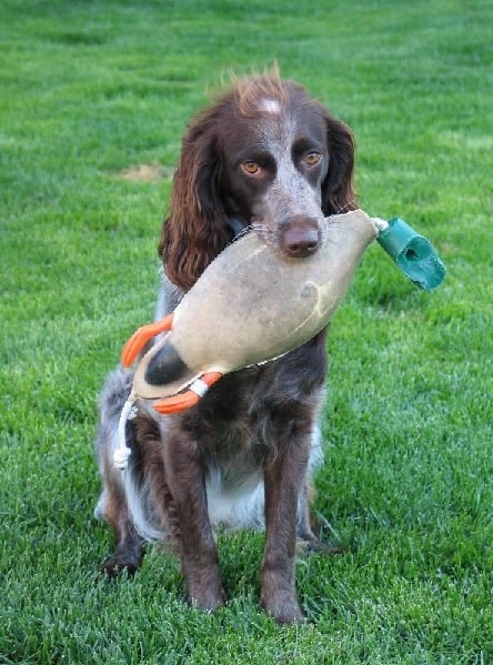 Pont-Audermer Spaniel training for hunting