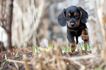 Tyrolean Hound Puppy