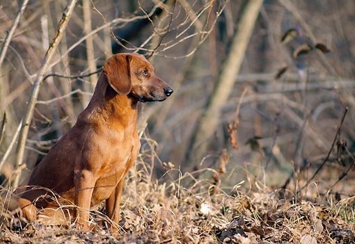 what health problems do tyrolean hound have