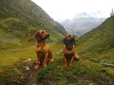 Tyrolean Hounds on the hills