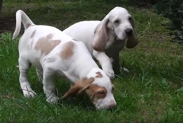 sabueso español Puppies