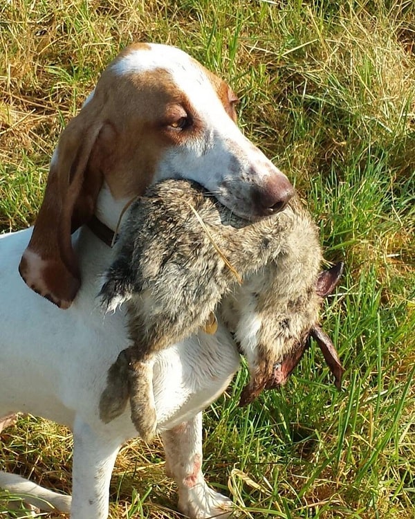 sabueso español with its prey