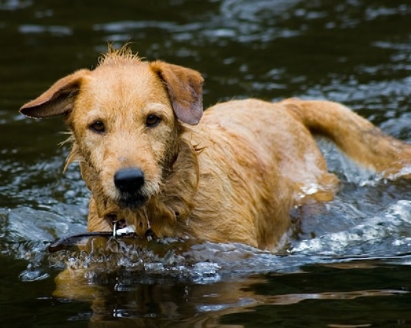 styrian coarse-haired hound puppy swimming