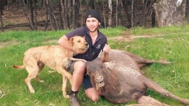 Styrian coarse-haired hound with its hunt