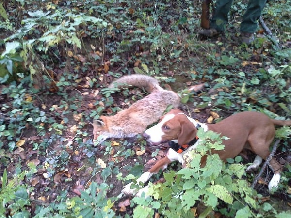 A Posavac Hound with a fox