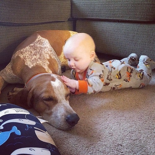 A baby and American English Coonhound Cuddling