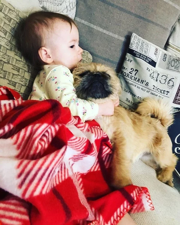 A baby and Pugzu Cuddling
