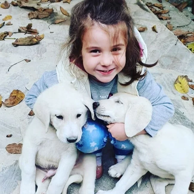 A baby girl playing with Akbash puppies
