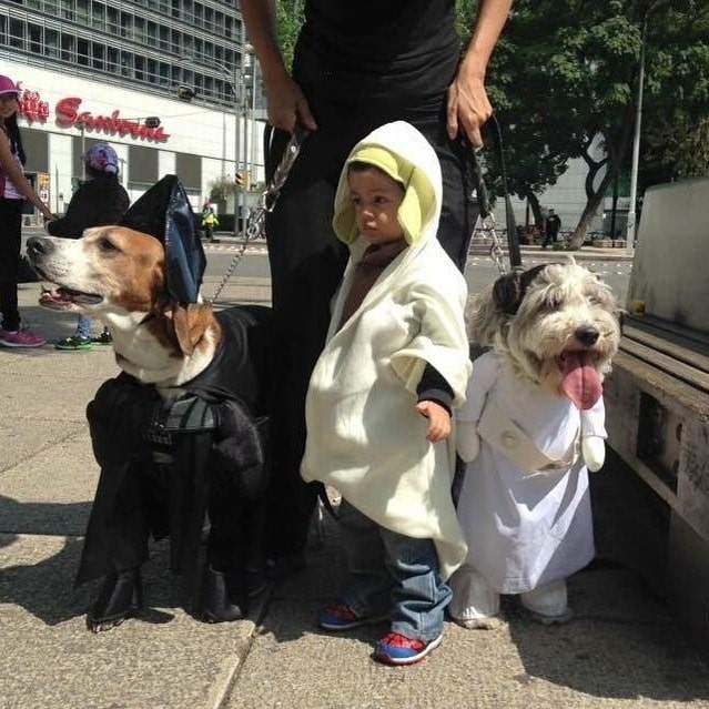 A baby with Harrier and Old English Sheepdog