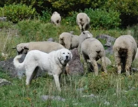 Akbash guarding sheep