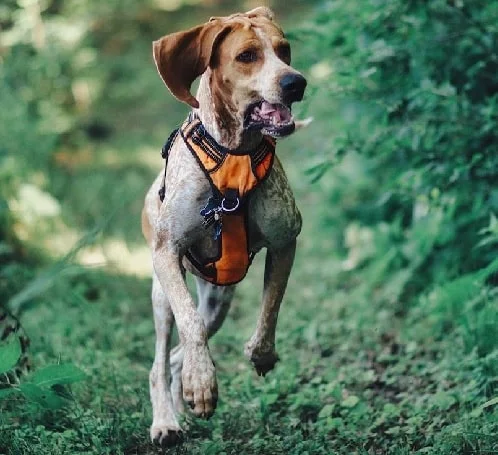 American English Coonhound Running