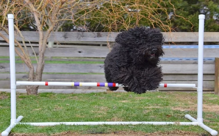 Barbet Dog Training