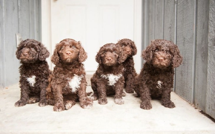 Barbet puppy developmental stages